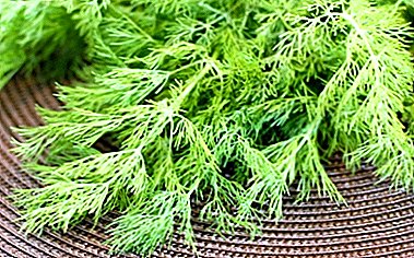 Where to plant dill: in the shade or in the sun? Where will it grow better?