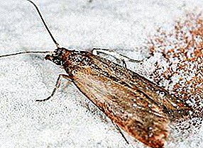Food moth kitchen pest: appearance, photo, where it lives, what it eats, control and prevention measures