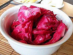 Sauerkraut with beetroot - table decoration on weekdays and holidays