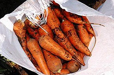 Hacking de viață pentru grădinar: cum se depozitează morcovi în pivniță în iarna în saci de zahăr