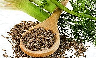 Curative and culinary properties of fennel seeds - effect on the body and methods of plant use