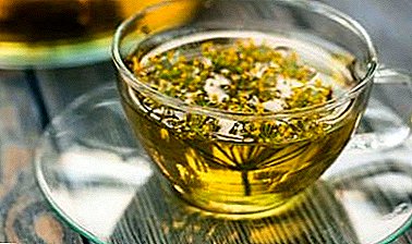 Medicinal properties of decoction from the seeds of dill: what does it help and in what cases is contraindicated?