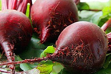 Treatment of beetroot with JCB: dissolution of gallstones with decoction and juice of the root