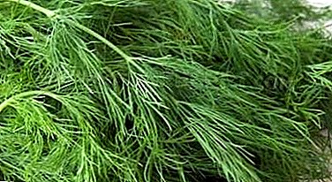 Treatment of diseases of the pancreas greens and dill seeds