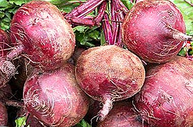 Medicines on the garden: the use of raw beets and contraindications to its use