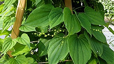 النباتات الطبية البرية yams ، فوائدها والأضرار. كيف تأخذ ديوسكوريا للأمراض المختلفة؟