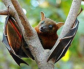 Bat v naravi: kaj jedo te skrivnostne živali