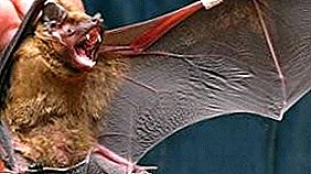 الخفافيش المسقطة: حي يؤدي إلى لدغات وأمراض مختلفة ، بما في ذلك داء الكلب