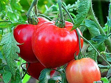 Leider bij de beste - tomaat "Batyanya": kenmerken en beschrijving van het ras, foto