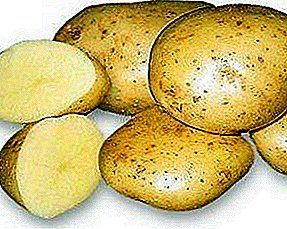 O líder no cultivo de batata: as características da variedade e as peculiaridades do cultivo do grau da "Nevsky" colhida