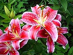 Lily - die perfekte Blume für jeden Garten. Wie für Lilie zu sorgen
