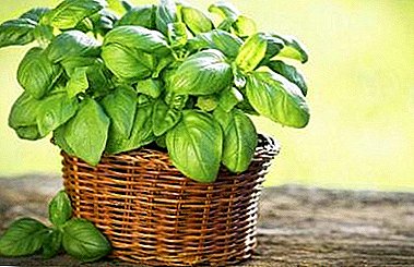 Leafy grønnsaker under graviditet, eller er det mulig å spise basilikum, hva er dens fordel og skade? Cooking oppskrifter