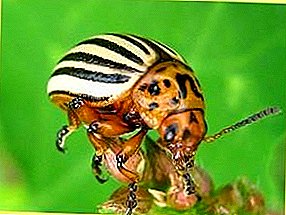 The best drugs to combat the Colorado potato beetle (Part 1)