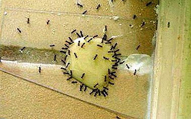 The best recipes for getting rid of ants with boric acid