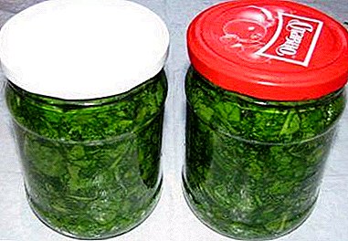 The best recipes for storage of sorrel: how to prepare and pickle greens?