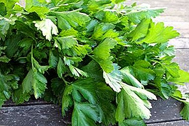 The best recipes decoctions and other means of parsley from the swelling of the feet and under the eyes. Returning the beauty of the house is easy!