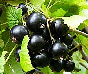 The best varieties of black currant