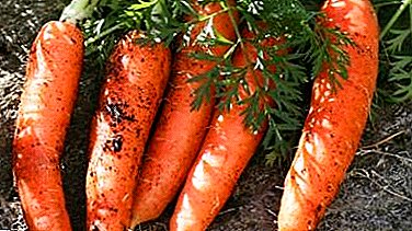 พันธุ์ที่ดีที่สุดของแครอทสำหรับไซบีเรีย เมื่อไหร่ที่ฉันจะสามารถปลูกพืชผักในภูมิภาคและจะทำอย่างไรให้ถูกต้อง?
