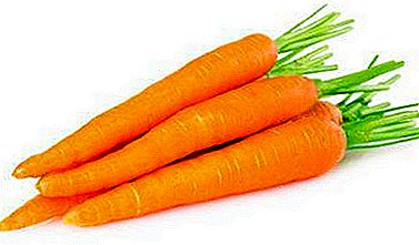A legjobb sárgarépa-fajták a télen! Hogyan kell tárolni a zöldségeket - mosni vagy szennyezni?