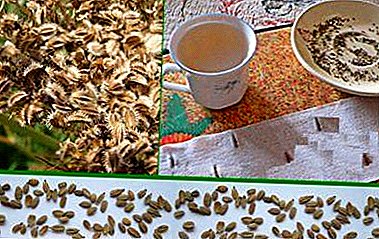 The best ways to achieve a good harvest. How to soak carrot seeds before planting?