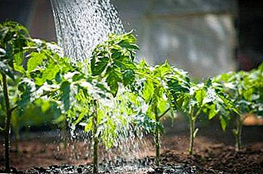 The best ways of watering tomato seedlings at home