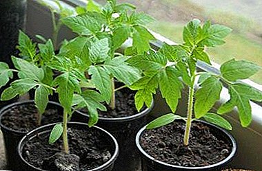 Las mejores formas de alimentación foliar de los tomates. Consejos y procedimientos de fertilización