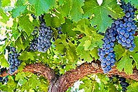 The best types of fertilizer for maximum fruiting of vines