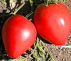 The best experiment of Russian breeders is the Volovye Serd tomato: a characteristic and description of a variety, a photo