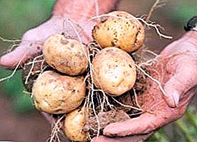Den bedste indenlandske kartoffel sort Blå: foto, beskrivelse, egenskaber