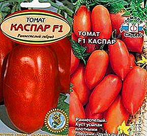Den bedste sort til konserves - beskrivelse og egenskaber af hybrid tomat "Caspar"