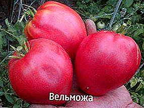 시베리아 번식 토마토 "Velmozhma"의 제일 다양성, 묘사, 특성, 권고