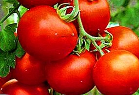 The favorite of many vegetable growers is the Dream of Lazy tomato: variety description, yield and cultivation features
