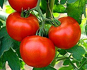 Любимото на мнозина е доматите „Лятно пребиваващи”: характеристика и описание на сорта, снимка