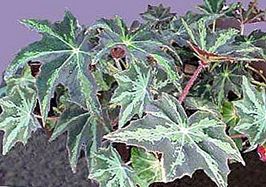 Lemmik lillepood - siseruumide taim begonia horschavikolistnaya
