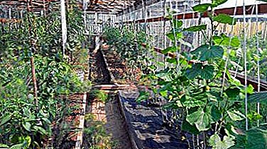 Beloved by many tomatoes and cucumbers - is it possible to plant them together? Councils gardeners