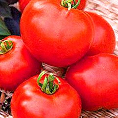 Tomat Favorit "Hadiah": deskripsi dan karakteristik varietas