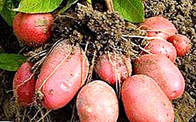 Любими народни картофи "Репанка": описание на сорта, снимки, характеристики