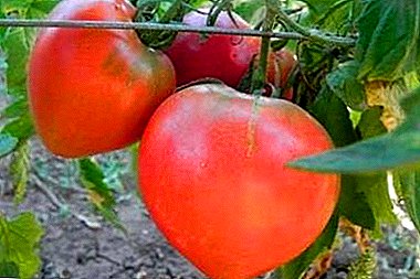 "عطلة المفضلة" ، والذي هو دائما معك. وصف وخصائص الطماطم الممتازة