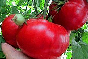 Favori domates "Ahududu Balı": çeşitliliğin tanımı, yetiştirme önerileri