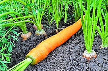 Does carrot love ash? How to feed a plant?