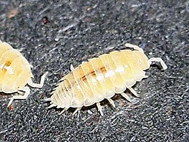 Small and nasty white wood louse - how to get rid of this scourge in the apartment?