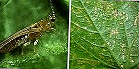 "Petit et trompeur" que d'apporter des thrips dans le chrysanthème et d'autres plantes