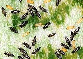 Small voracious pests, tobacco, onion, wheat and other types of thrips
