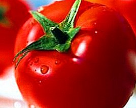 Malé, ale veľmi plodné paradajky "Červená stráž": foto a popis odrody