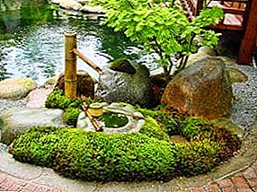 Workshop on the creation of Japanese garden mosses