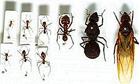 Uterus semut domestik - apa yang kelihatan dan di mana hendak dilihat?