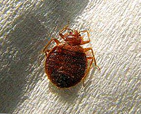 Furniture with a "surprise". The causes of bed bugs: how to identify them in time