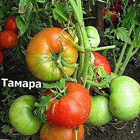 El sueño de cualquier jardinero - tomate "Tamara": descripción de la variedad y recomendaciones para el cuidado