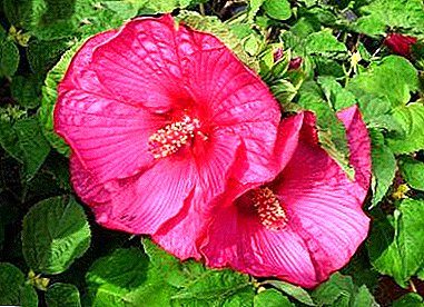 The dream of a Chinese rose with a lush crown is real! How to trim a hibiscus indoor correctly?
