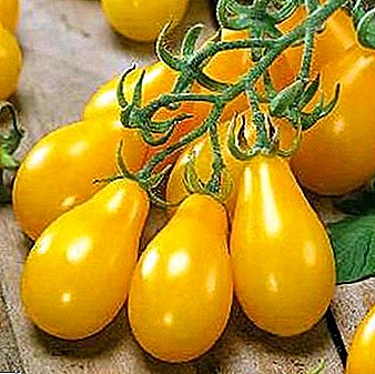 Medus piliens - dzintara krāsas cukura tomāti: šķirnes apraksts, audzēšanas īpašības